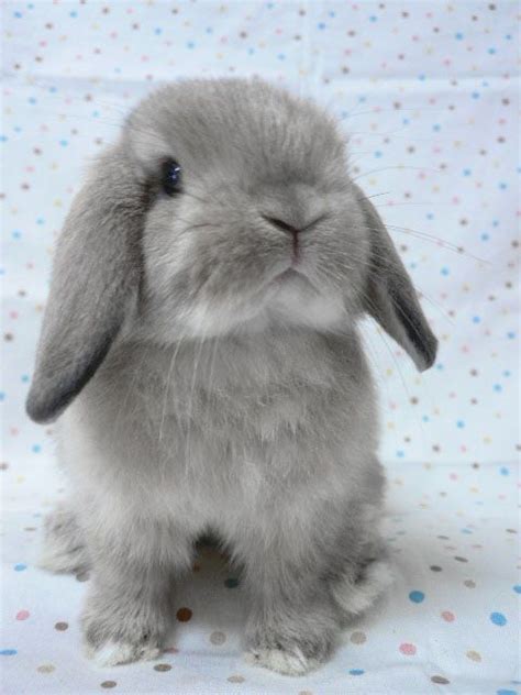 The Example Of Rabbit Breeds Holland Lop Cute Baby Animals Cute