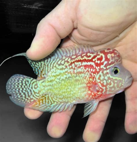 Kamfa Flowerhorn The Ultimate Guide Pet Fish 101 44 Off