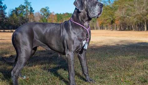Great Dane Puppy Size Calculator - Puppy And Pets