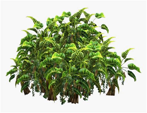 Jungle Plant Png Palm Tree Shrub Png Transparent Png Kindpng