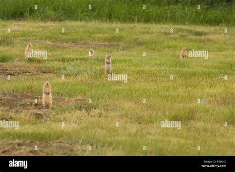 Group Or Town Of Black Tailed Prairie Dogs Grasslands National Park