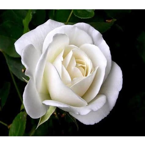 White Rose Flower Images White Rose Images Stock Photos Vectors