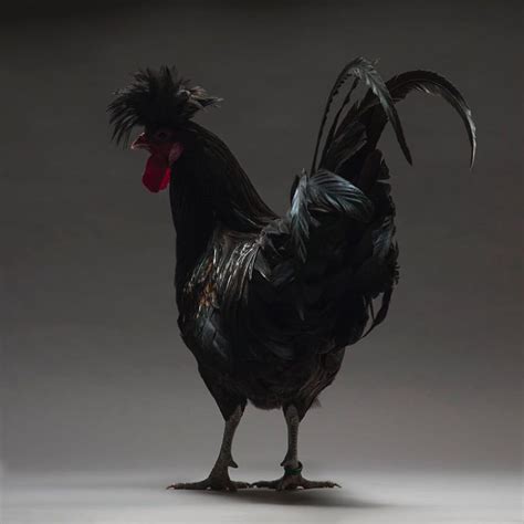 Породы черных кур красивые фото и картинки — Каталог Фото