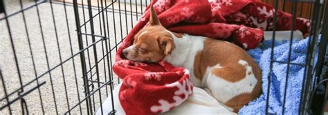 Training a dog to sleep through the night usually takes some patience and will power. How to Help Your New Puppy Sleep Through the Night