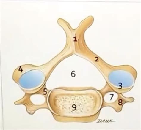 Cervical Vertebrae Diagram Quizlet