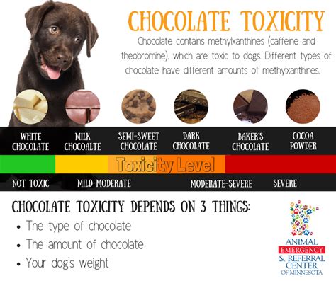How Much Semi Sweet Chocolate Is Toxic To Dogs