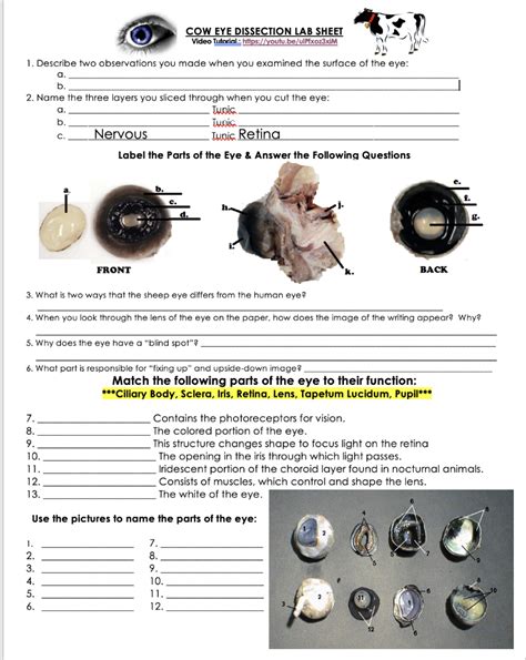 Solved Cow Eye Dissection Lab Sheet Video Tutorial