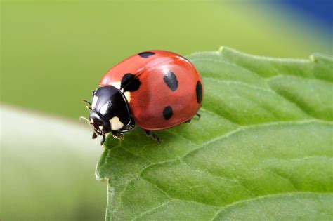 Entertainingathome Irish Ladybirds Want Ladybird Photos From Your