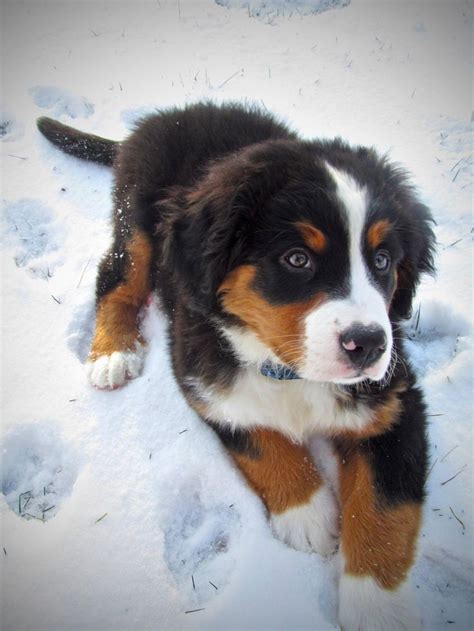 17 Best Images About Dogs Bernese Mountain Dog On Pinterest