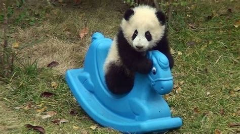 60 Cutest Panda Moments Ever Captured Baby Panda Panda Bear Baby