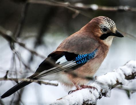 Free Images Branch Cold Winter Animal Wildlife Beak