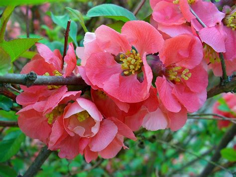 Chaenomeles Japonica Flowering Quince Japanese Flowering Quince
