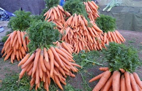 When To Plant Carrots In Maryland A Complete Guide Planthd