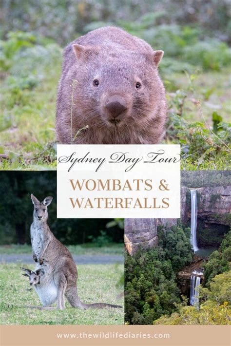 Walking With Wombats In Kangaroo Valley Tour Review Day Tours