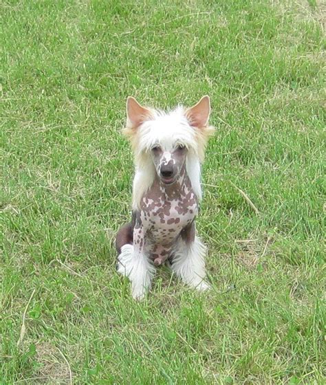 6 Month Old Hairless Chinese Cresteds Male Puppy Chinese Crested 6