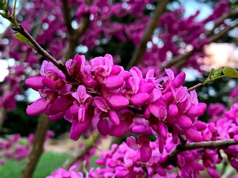 Best Flowering Trees 8 Beautiful Varieties To Add Color And Interest