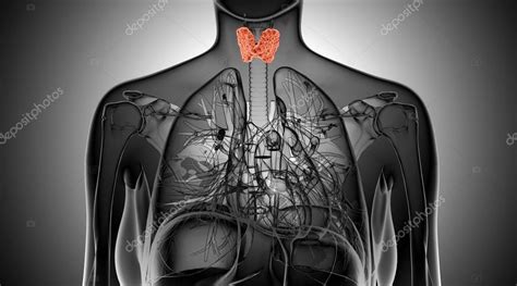 X Ray Illustration Of The Female Thyroid Gland — Stock Photo © Ingridat