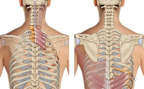 Anatomy Between Hip Lower Ribcage In Back Doctors Gates Surface