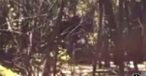Bigfoot Footage Filmed In Tampa Florida Is Another Tantalising