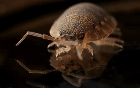 5 Unusual Bed Bug Hiding Places And How To Avoid Them Best Pest Control
