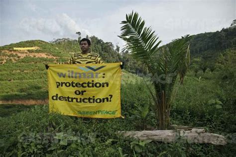 organized crime is a top driver of global deforestation along with beef soy palm oil and