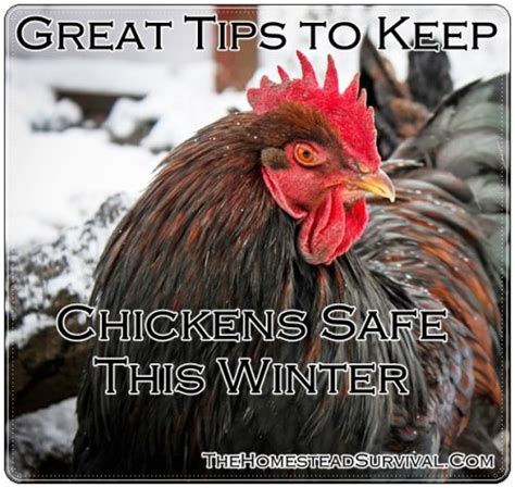 Great Tips To Keep Chickens Safe This Winter The Homestead Survival