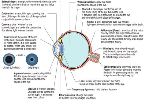 Image Result For All The Parts Of The Eye And What They Do Parts Of