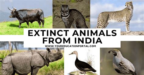 Extinct Animals From India List Of Animals We Will Not See In India Again