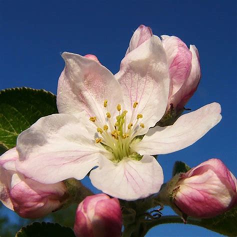 Apple Blossom Flower Essence Handcrafted In Newport Ri