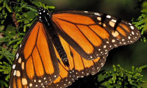 species spotlight monarch butterfly pages wwf