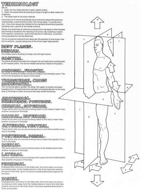 Anatomical Body Planes And Directional Terms Body Systems Worksheets