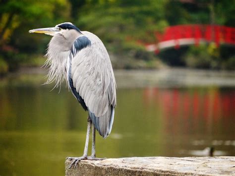 Gardensduke Species Spotlight Great Blue Heron