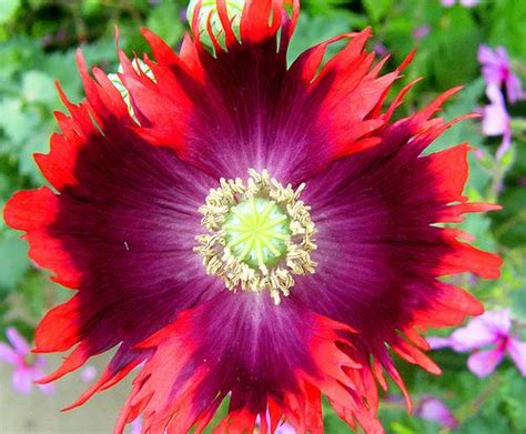 Red And Purple Beauty Strange Flowers Flower Therapy Amazing Flowers