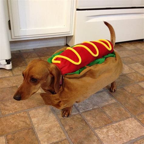 Hot Dog Outfit For Sausage Dogs Alleviatingstory