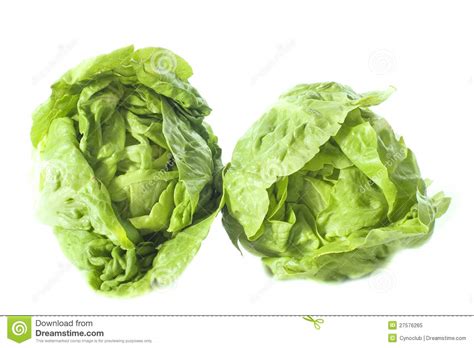 Two Sucrine Salad Stock Image Image Of Green Lettuce 27576265