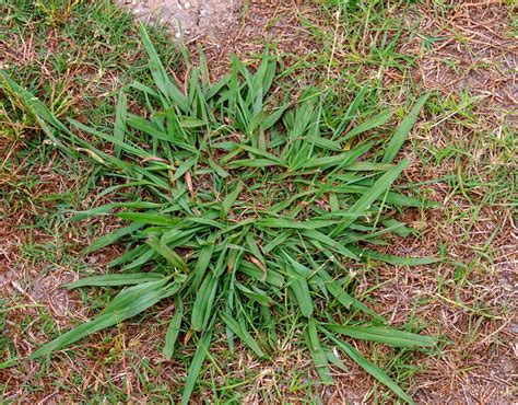 Ohio Lawn Weeds Identification