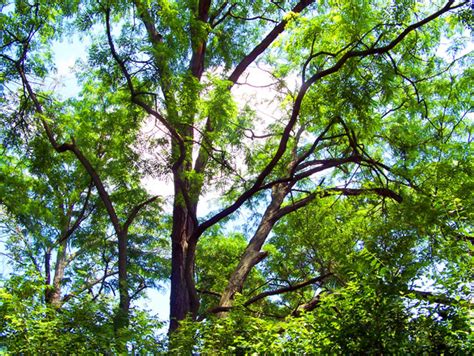 Tree Branches Free Stock Photo Public Domain Pictures