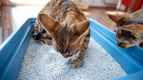 The 9 Best Dust Free Cat Litters