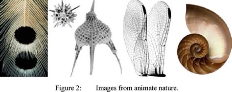 Pdf Similarities Between Structures In Nature And Man Made Structures