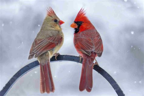 Identifying Winter Birds In Milwaukee