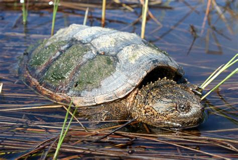 Top 5 Reasons To End The Snapping Turtle Hunt Ontario Nature