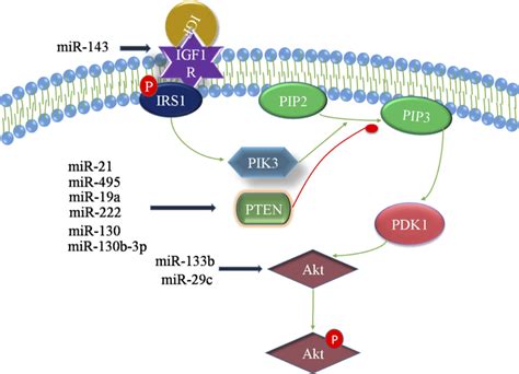 pi3k pip3 signaling activates akt signaling via akt pdk 1 activation download scientific