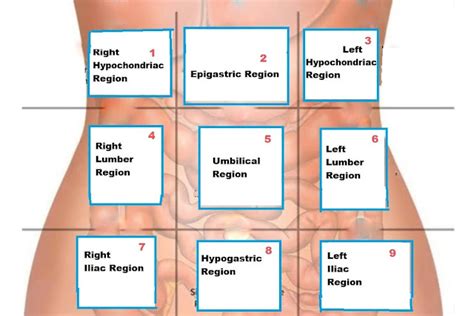 Organs Of Four Abdominal Quadrants And Nine Abdominal Regions