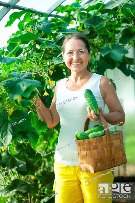 Woman Picking Cucumbers Stock Photo Picture And Low Budget Royalty Free Image Pic Esy