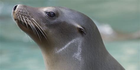 The otarii seals or sea lions are easy to recognize. Dare to Compare: What's the Difference Between Sea Lions ...