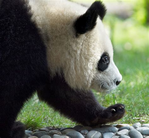 The 10 List 10 Intresting Facts About Pandas