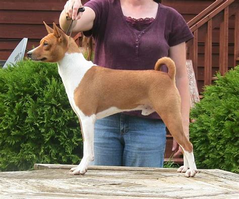 Basenji Dog Breed Info