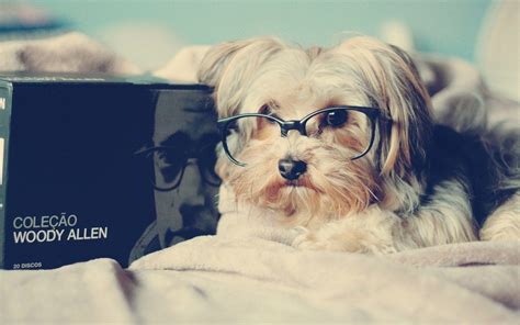Cute Dogs With Glasses Wallpapers Top Free Cute Dogs With Glasses