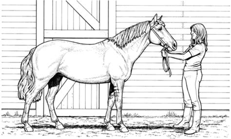Printable horse coloring pages, coloring sheets and pictures for kids, children. Woman and Mare Horse coloring page | SuperColoring.com