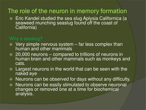 Ppt The Physical Basis Of Memory Formation Powerpoint Presentation